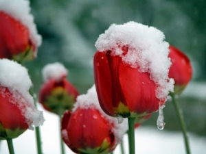 snow tulip