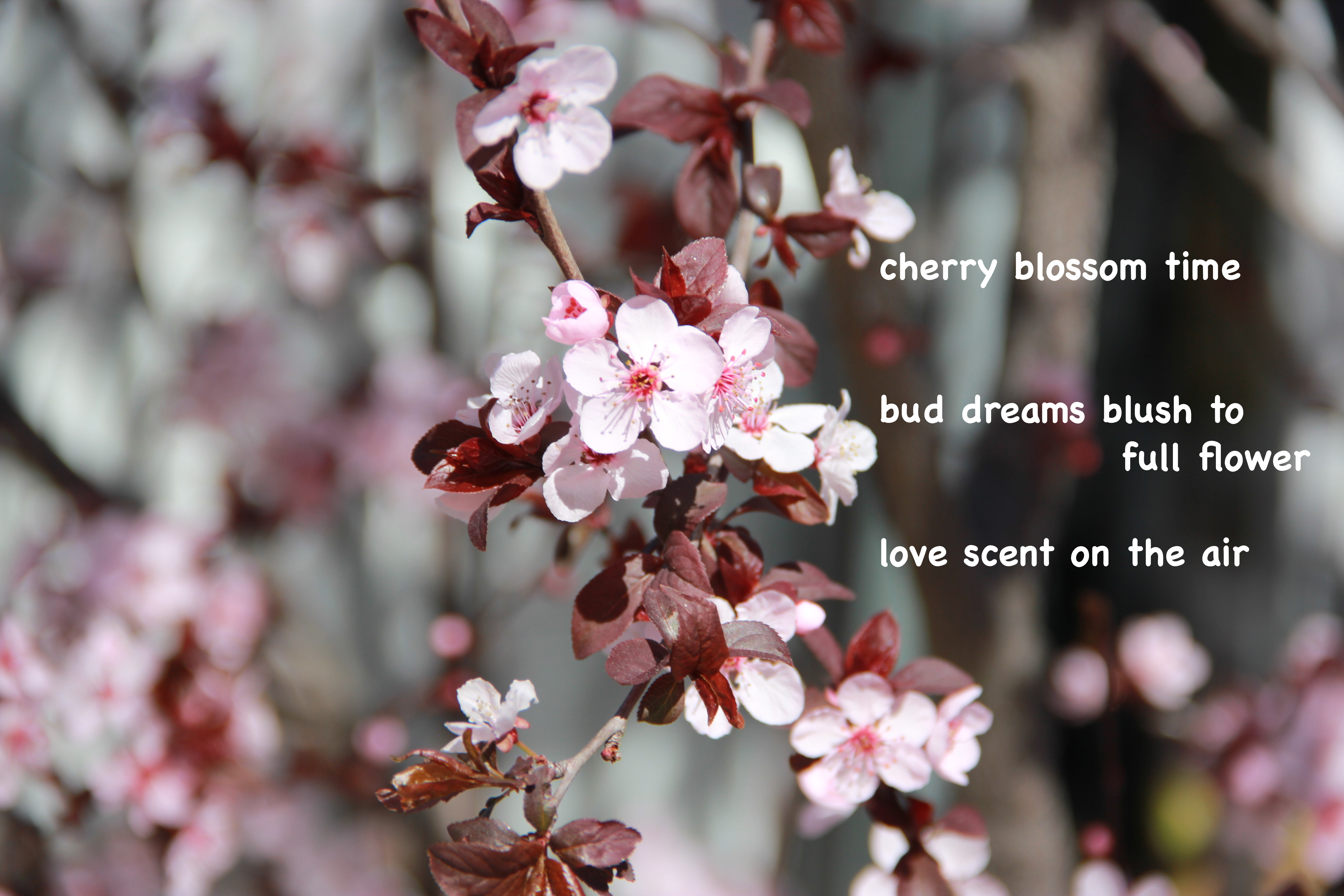 cherry blossom poem