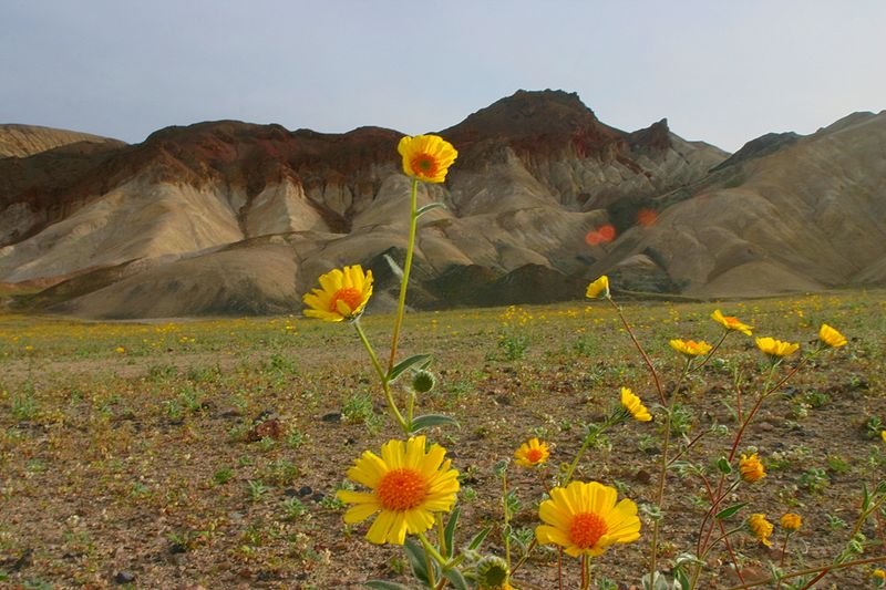 800px-Death_valley_flowers_1