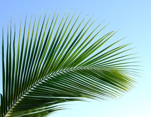 palm-leaf-1370948